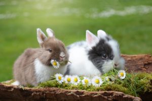 jonge konijnen - wat je zaait ga je oogsten